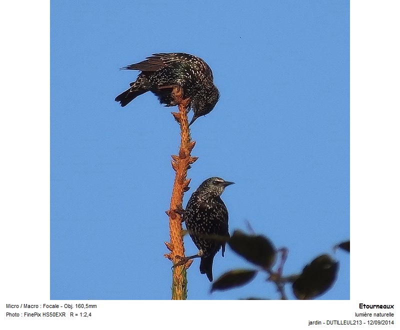 Sturnus vulgaris - Etourneau sansonnet #39762