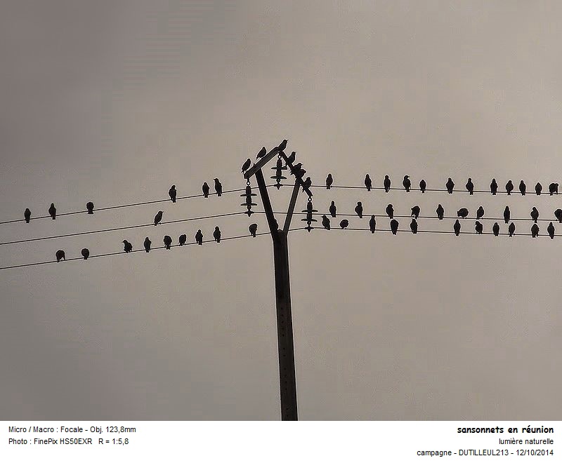Sturnus vulgaris - Etourneau sansonnet #39763