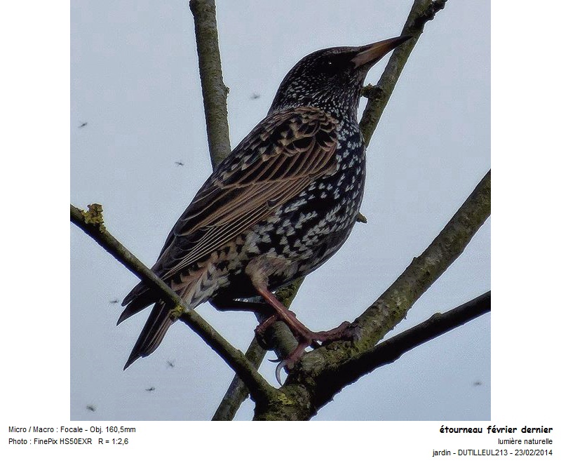 Sturnus vulgaris - Etourneau sansonnet #39764