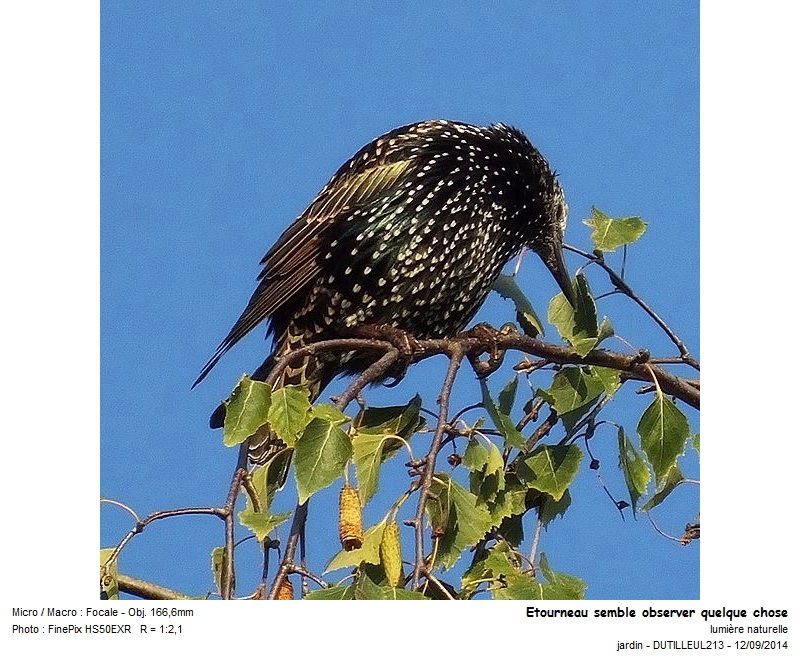 Sturnus vulgaris - Etourneau sansonnet #39761