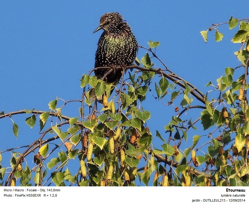 Sturnus vulgaris - Etourneau sansonnet #39765