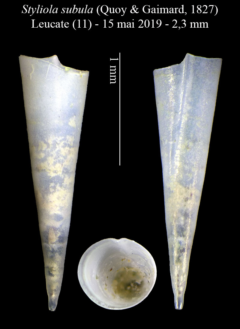Styliola subula #59747