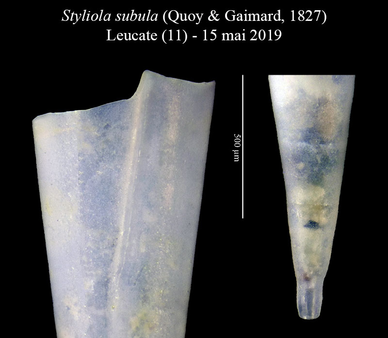 Styliola subula #59748