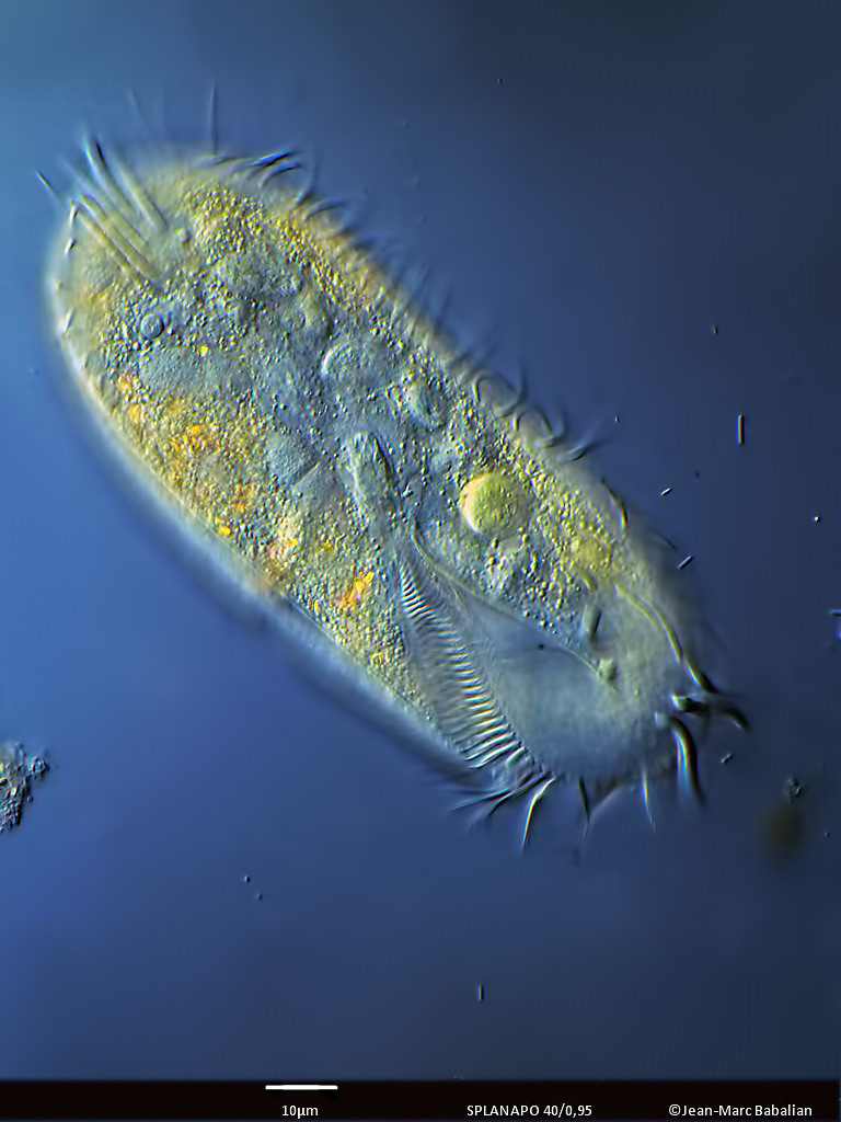 Stylonychia #53436