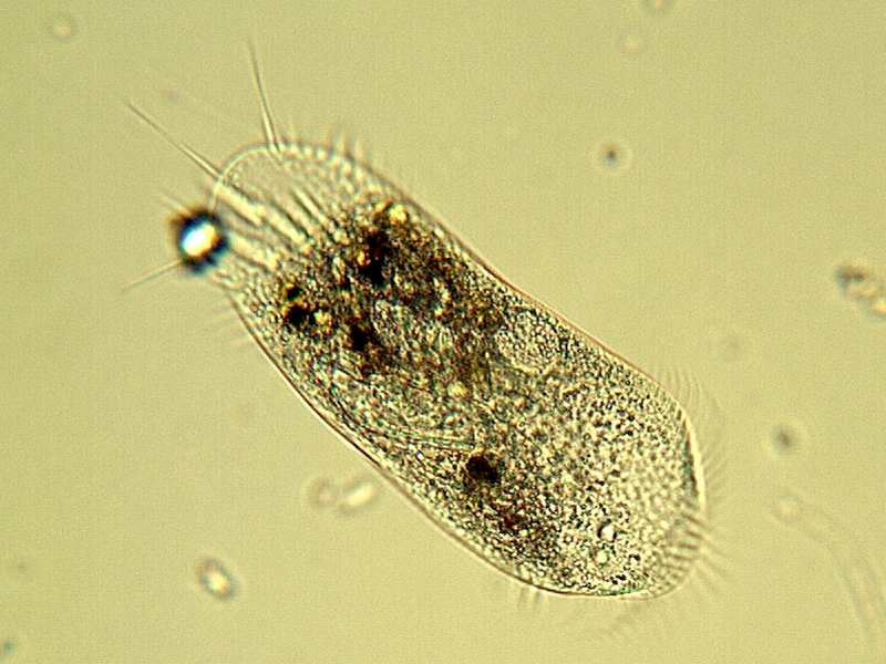Stylonychia mytilus - Ehremberg, 1838 #15585