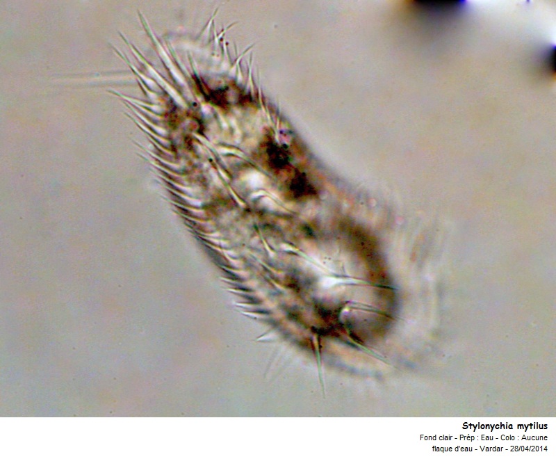 Stylonychia mytilus (détails cirres) #37343