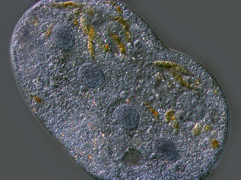 Stylonychia pustulata #4137