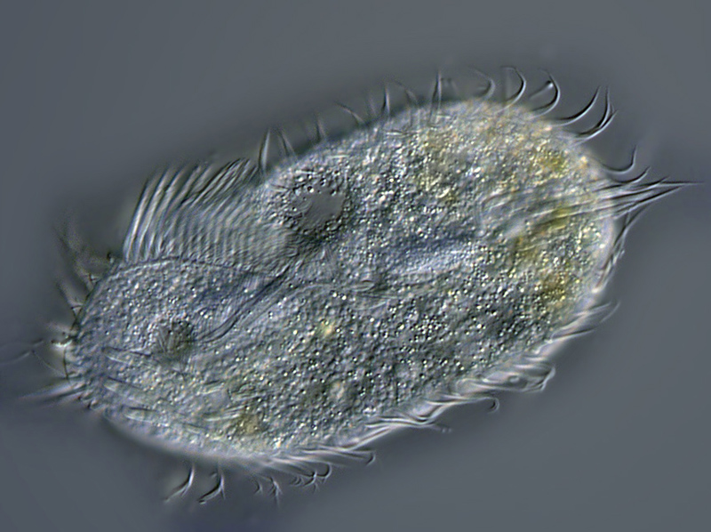 Stylonychia pustulata #4132