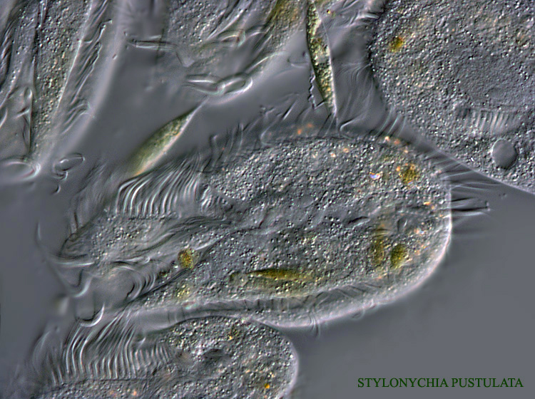 Stylonychia pustulata #4135