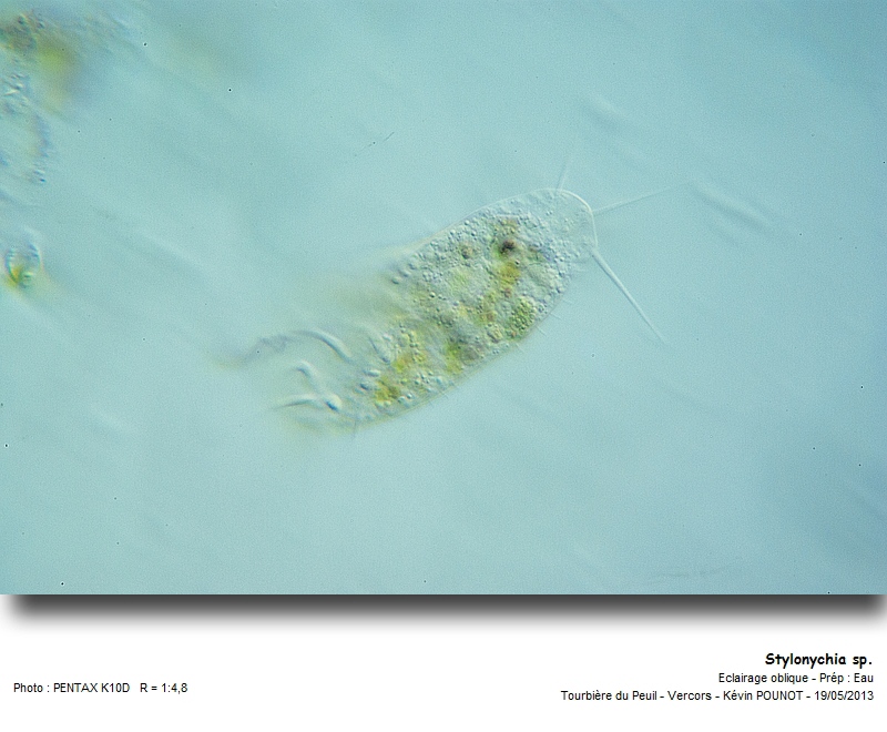 Stylonychia sp. #31178