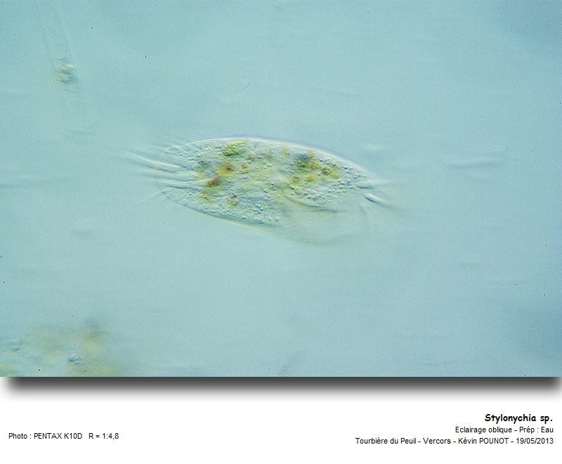 Stylonychia sp. #31177