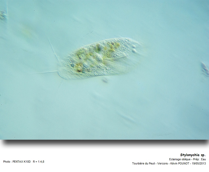 Stylonychia sp. #31180
