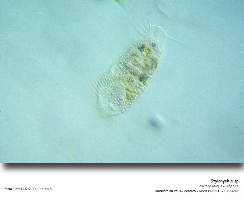 Stylonychia sp. #31179