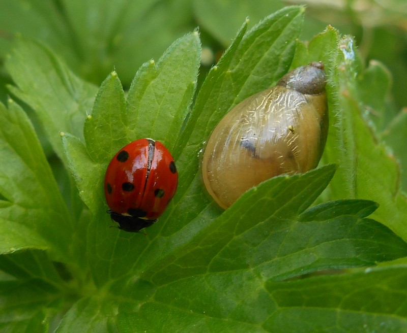 Succinea putris #31172