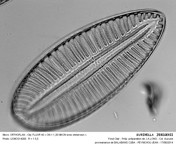 SURIELLA JEBEREGII #37902