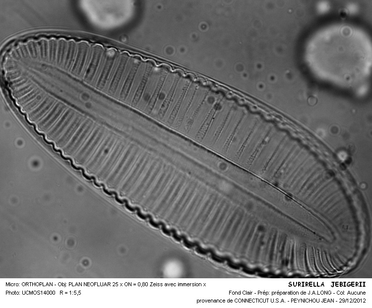 SURIELLA JEBEREGII #31597
