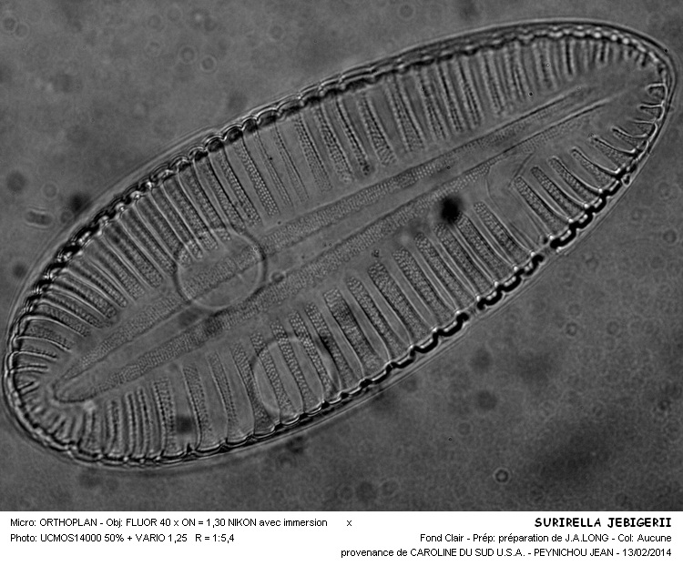 SURIELLA JEBEREGII #36304