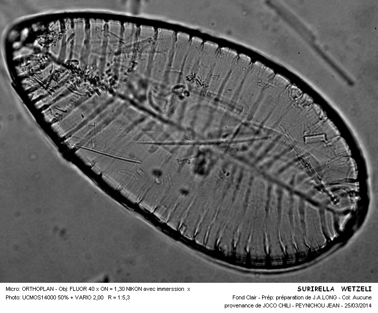 SURIELLA WETZELI #36917
