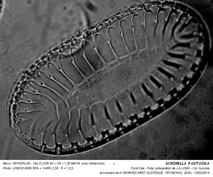 SURIRELLA  FASTUOSA #36341