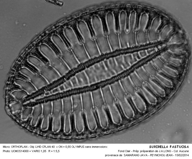 SURIRELLA  FASTUOSA #36342