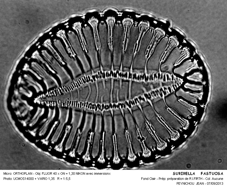 SURIRELLA  FASTUOSA #33639