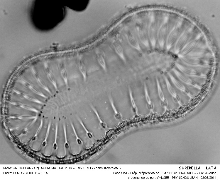 SURIRELLA  LATA #38411