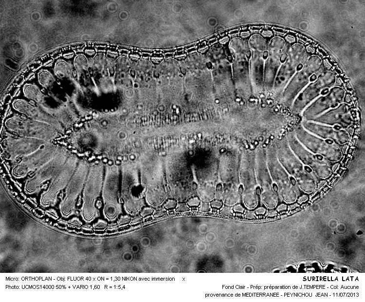 SURIRELLA  LATA #32655