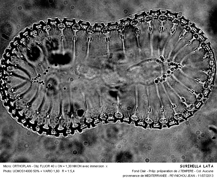 SURIRELLA  LATA #32653