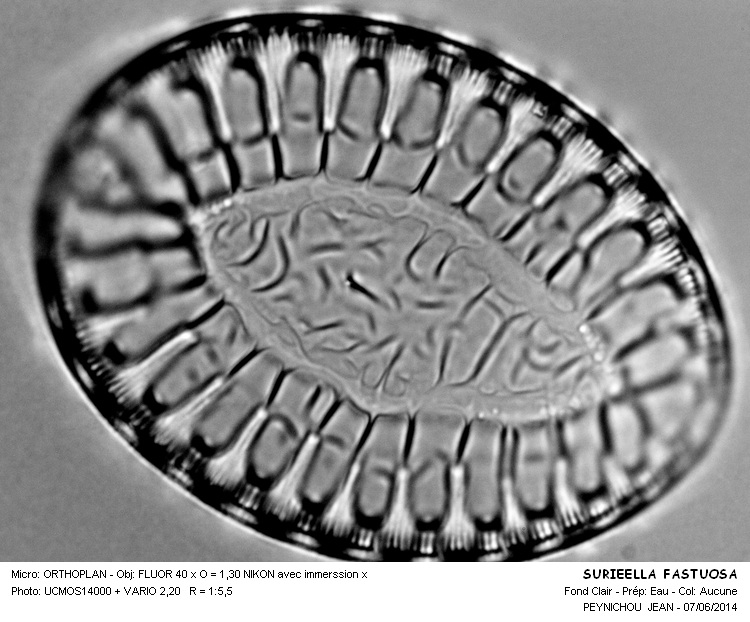 SURIRELLA  FASTUOSA #37794