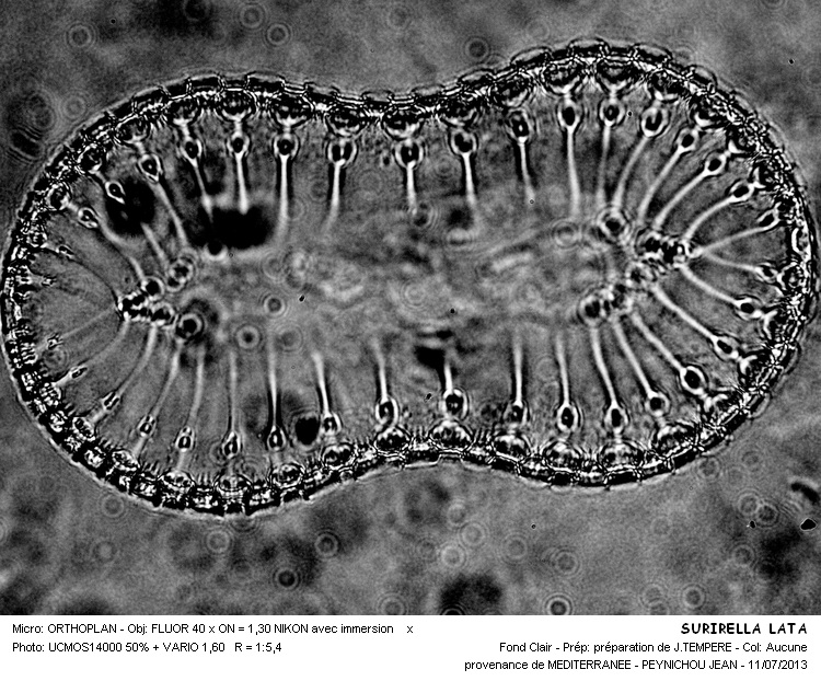 SURIRELLA  LATA #32654