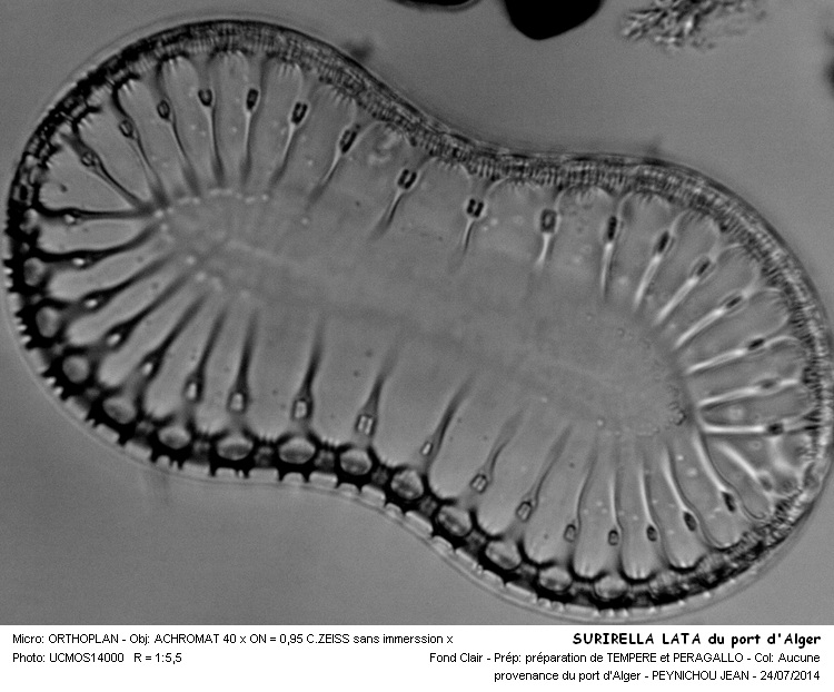 SURIRELLA  LATA #38295
