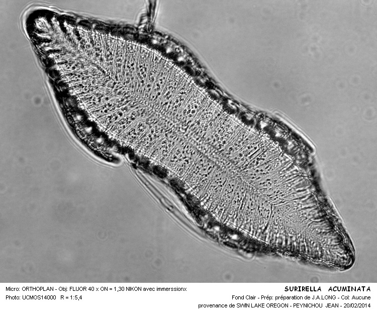 SURIRELLA ACUMINATA #36419