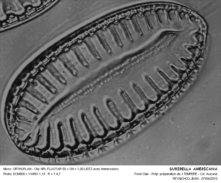SURIRELLA AMERICANA #31609