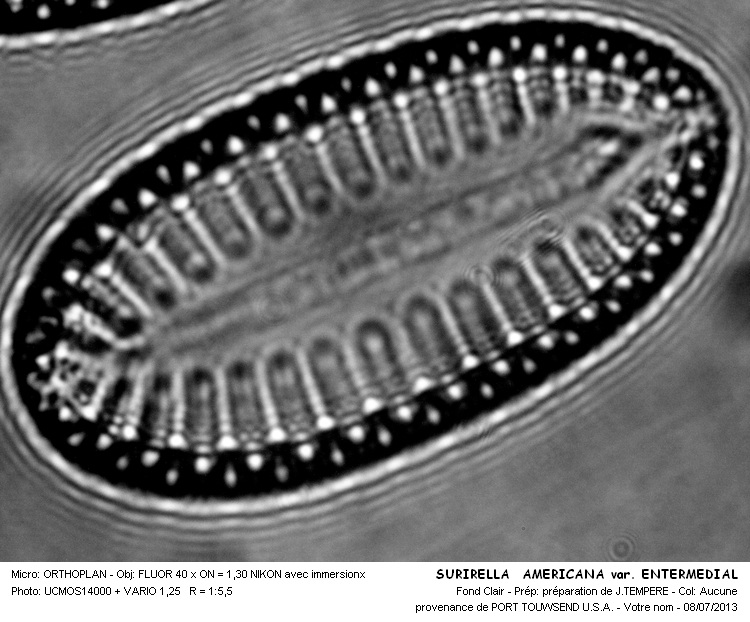 SURIRELLA AMERICANA var.ENTERMEDIAL #32616