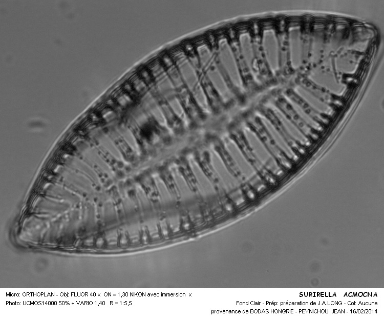 SURIRELLA AMOCNA #36370