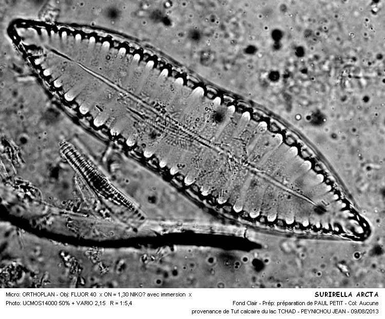 SURIRELLA ARCTA #33189