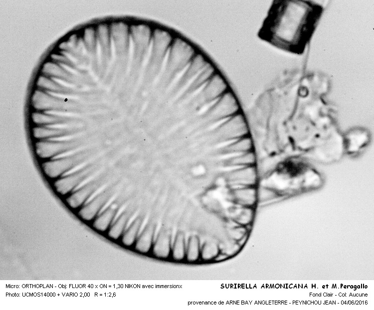 SURIRELLA ARMONICANA H. et M.Peragallo #45546