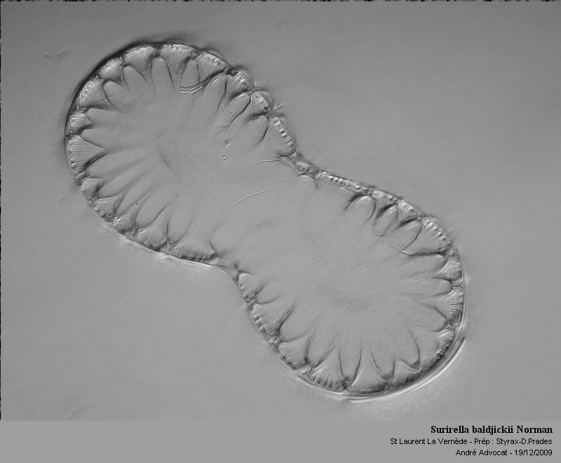 Surirella baldjickii Norm. #13789