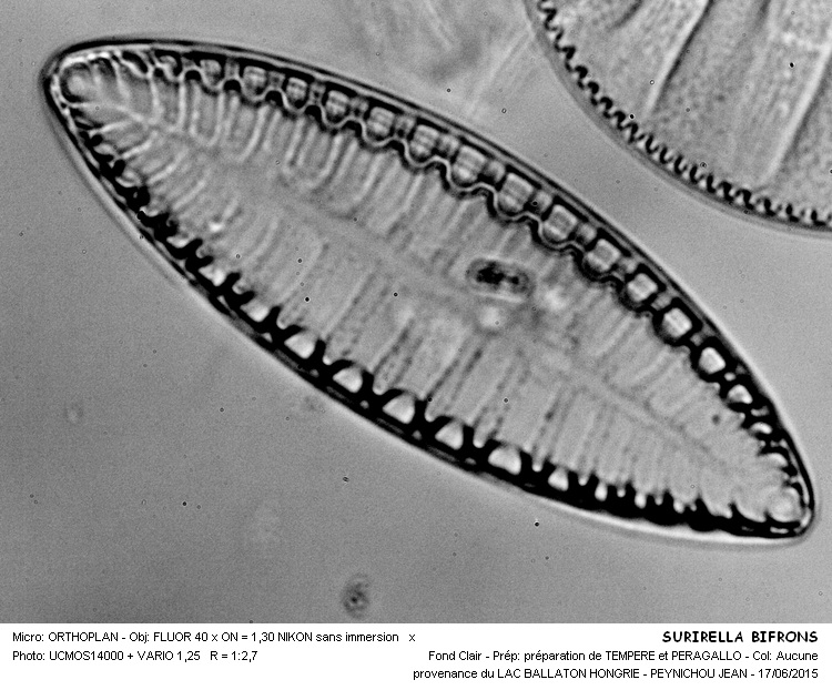 SURIRELLA BIFRONS #41555