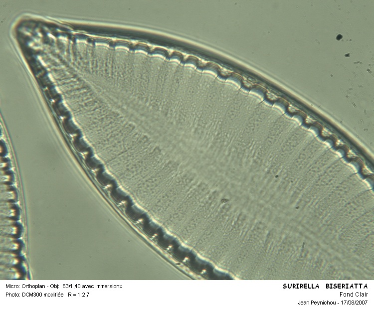 Surirella biseriata Breb. #29626