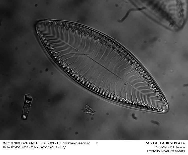Surirella biseriata Breb. #29624