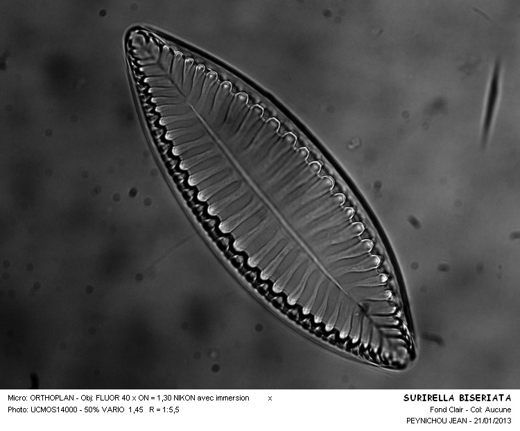 Surirella biseriata Breb. #29622