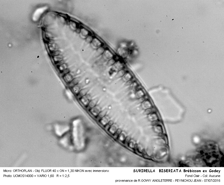 SURIRELLA BISERIATA Brébisson ex Godey #46005