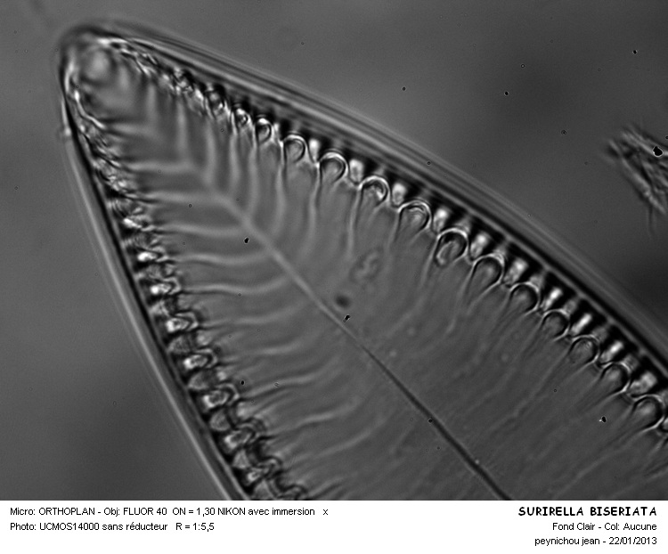 Surirella biseriata Breb. #29623