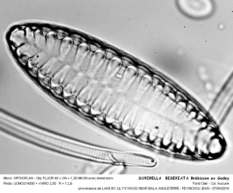 Surirella biseriata Brebisson #44502