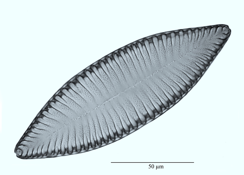 Surirella biseriata #47792