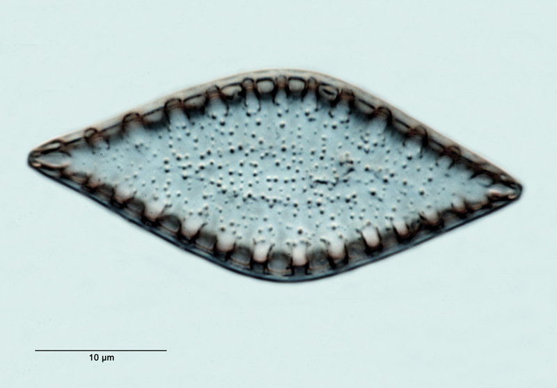 Surirella biseriata #29890