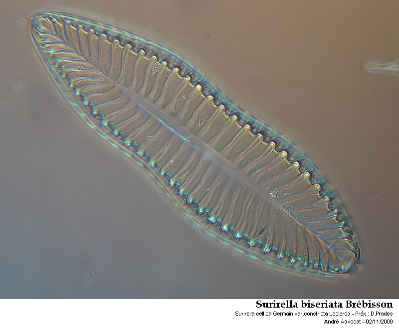 Surirella biseriata Brebisson #25209