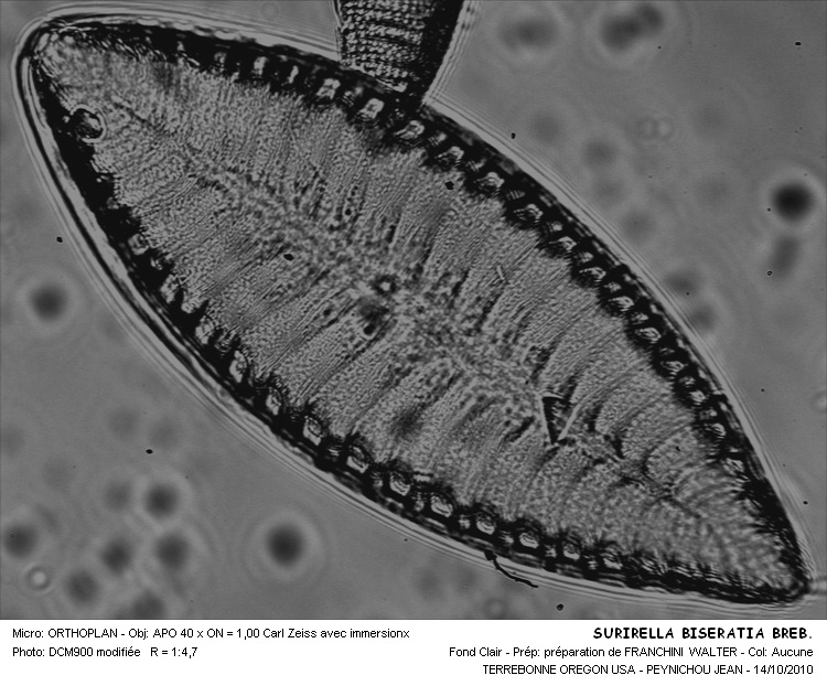 Surirella biseriata Brebisson #18503