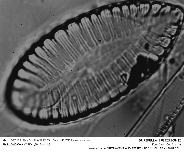 SURIRELLA BREBISSONII #31607